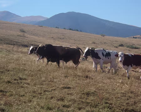 001 (128) J35 - Rencontre avec un taureau apparemment pacifique.