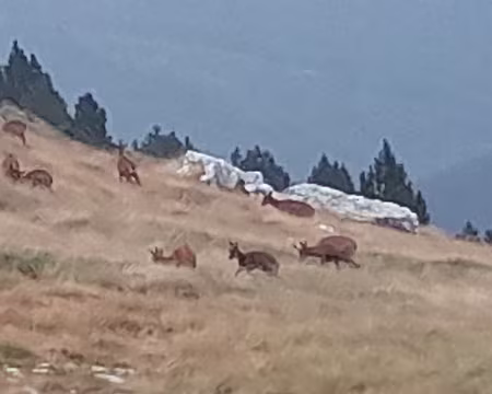 001 (140) J36 - Là aussi, nous étions entourés d'isards.