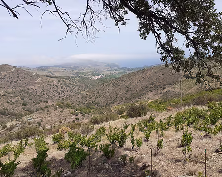 001 (162) J41 - Les premières vignes du vignoble de Banyuls.