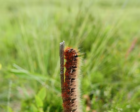 20230716-10h35m40s Moi je monte encore plus vite...