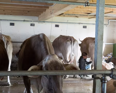 20230716-17h35m40s-V4 pendant la traite