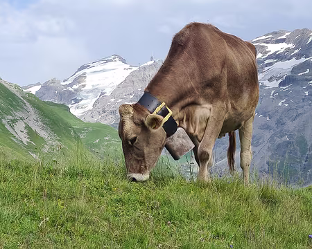 20230718-17h01m31s-V4 une vache