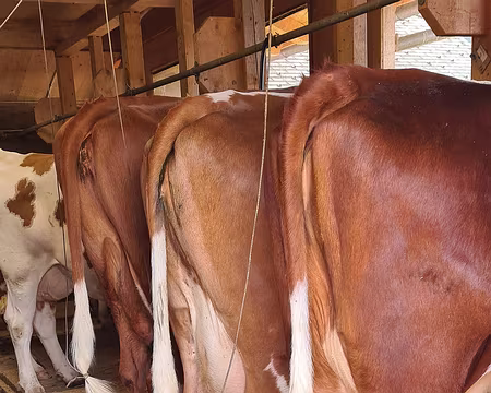 20230724-17h49m11s-V4 de la traite