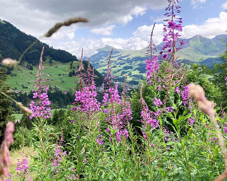 20230725-11h31m29s-IMG_6411-V3