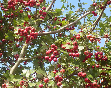 P1170447 Baies d'aubépine