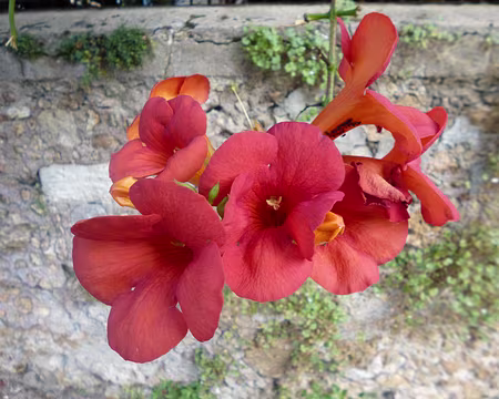 P1170454 Bignones. Merci à Isabelle