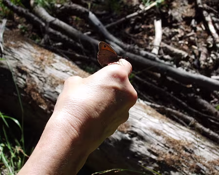 DSCF2266 Papillon sur Valérie