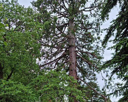083 Séquoia dans le parc du miroir à Amphion-les-Bains