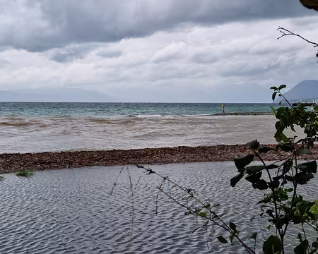 085 Après trois jours de pluie sur le Chablais, la Dranse, très boueuse, se jette dans le Léman