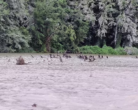 086 Les oiseaux se sont abrités du mauvais temps