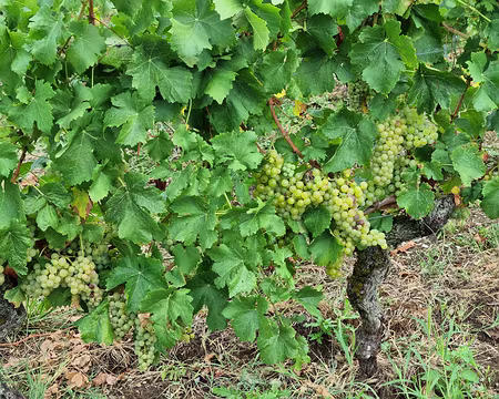 097 Les cêpages cultivés sont le chasselas pour les vins blancs et le Gamay pour les vins rouges