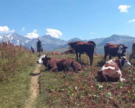 des vaches d'Abondance des vaches d'Abondance