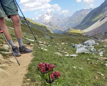 Gentiane pourpre Gentiane pourpre