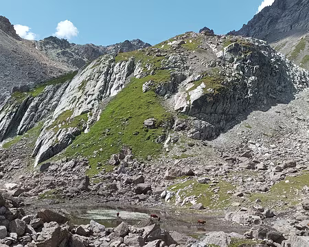 lac presque à sec, traversé par les vaches lac presque à sec, traversé par les vaches