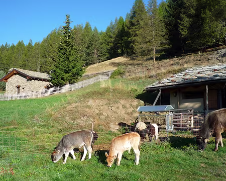 P1330767 Bien entendu on s'extasie sur les premiers veaux rencontrés.