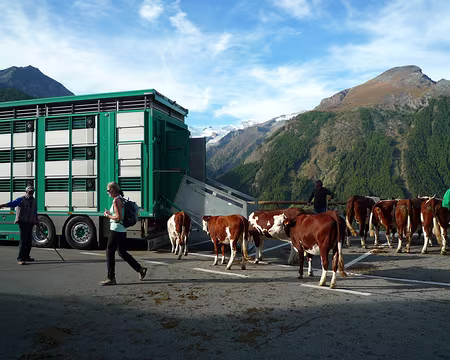 P1330846 Les vaches vont à la fête en camion !