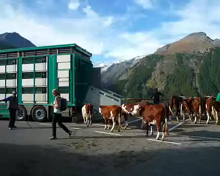 P1330846 Les vaches vont à la fête en camion !