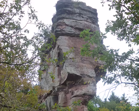 P1170625 Ruines du Vieux Windstein (alt. 340 m.)