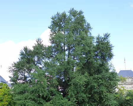 P1170816 4 arbres ginkgo biloba ont été offerts par le Japon à Guillaume II à la fin du XIXè s.