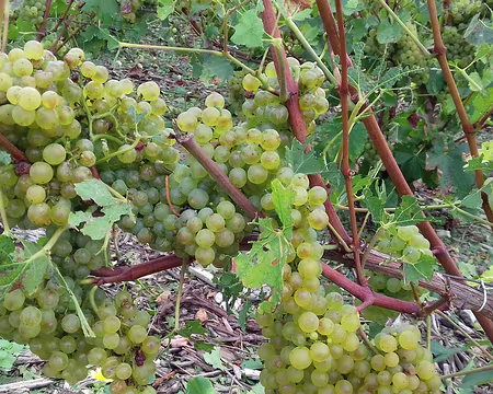 012 Des raisins en abondance