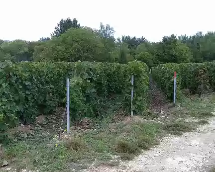 013 Les vignes alternent avec des bois