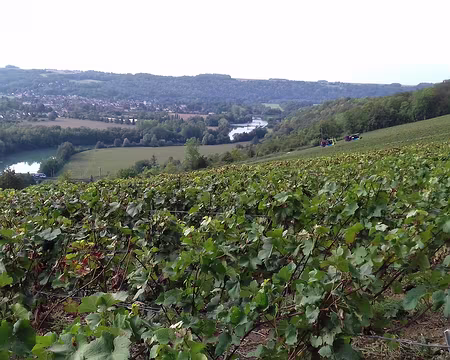 020 Les vignes et la vallée de la Marne
