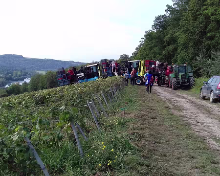 021 Les raisins, cueillis à la main par de nombreux vendangeurs, sont recueillis par les tracteurs enjambeurs