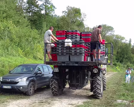 022 Les vendanges vont durer deux semaines