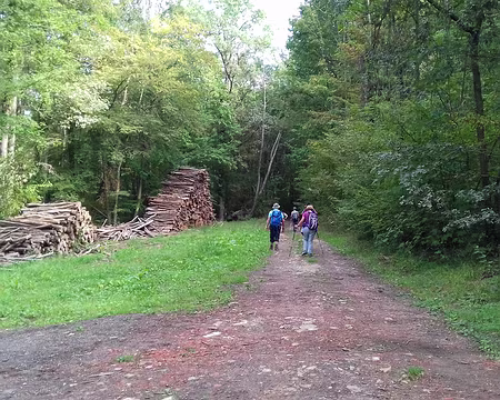 031 Dans le bois des Gillayottes (Méry-sur-Marne)