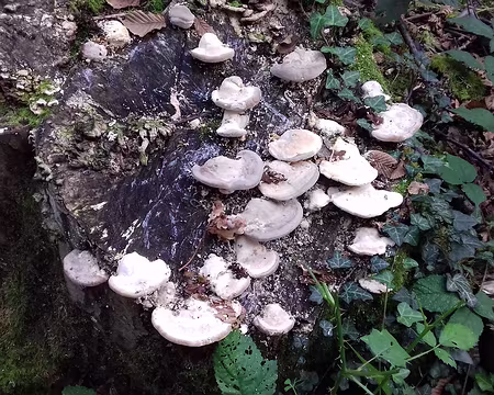 032 Polypores dans le sous-bois humide