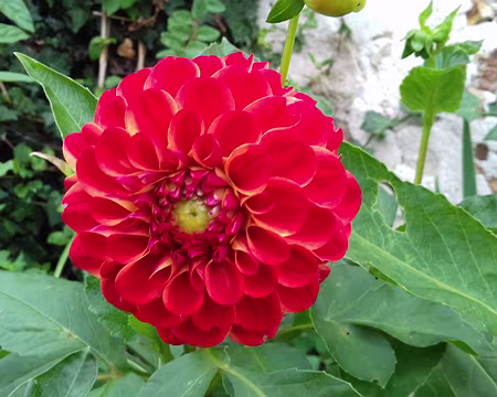 035 Dahlia à Caumont