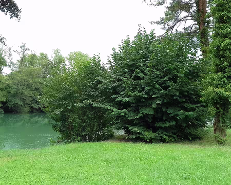 041 Prairie au bord de la Marne