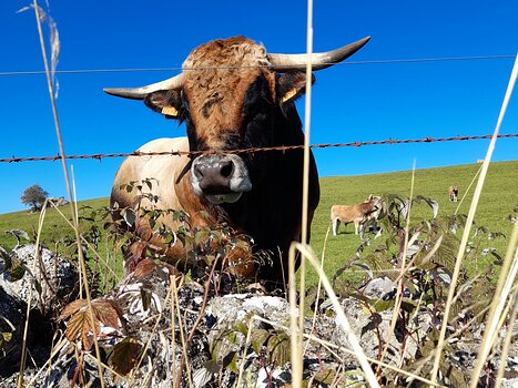 Bernadette Bernadette B, détail sortie