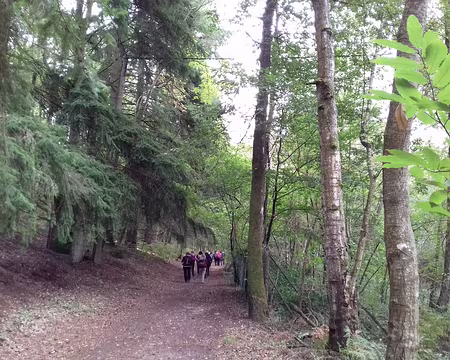 018 Beau chemin forestier entre conifères et châtaigniers