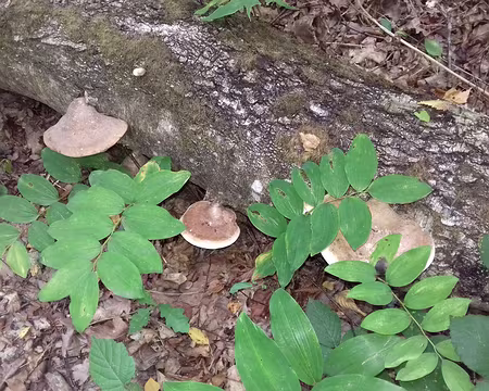 019 Polypodes et sceau de Salomon