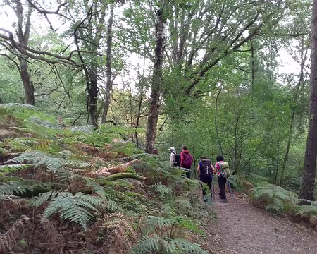023 Chemin forestier au milieu des fougères-aigles