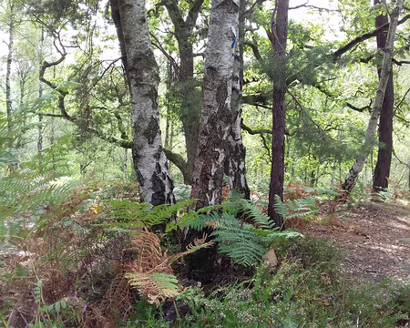 029 Fougères et bouleaux