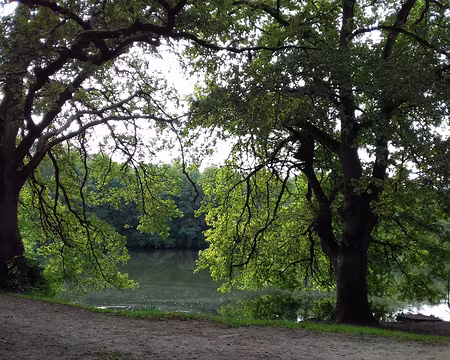 036 Grands chênes au bord de l’étang de Cernay