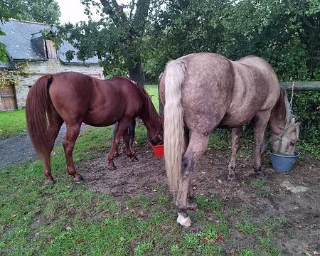 030 Chevaux du gîte, prêts pour le départ d'une randonnée équestre.