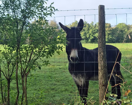038 Âne du Cotentin.