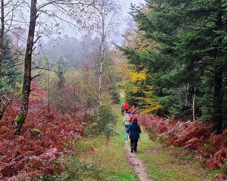 160 En forêt d'Écouves.