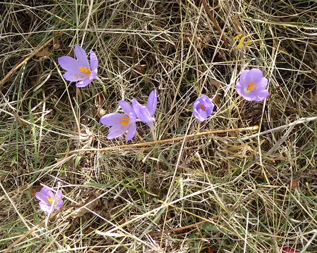 colchiques colchiques