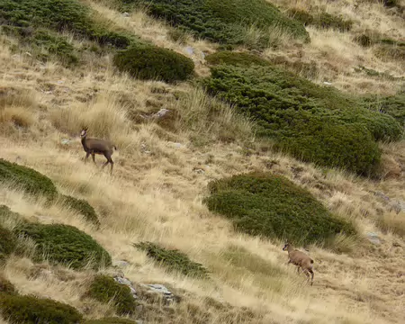 un troupeau d'Isards un troupeau d'Isards