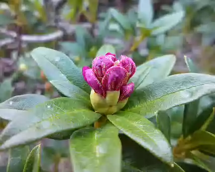 P1180146 bouton de rhododendron