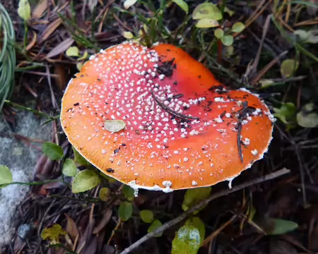 P1180161 Amanite tue-mouches