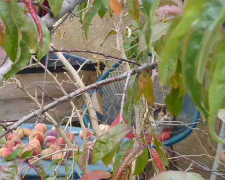 P1180176 Les pêches et le chat