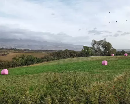 20231023_102447-01 Octobre rose