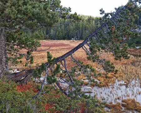 20231025_095350-01b Forêts de pins à crochet.