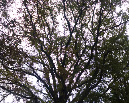 P1180234 Chêne pédonculé