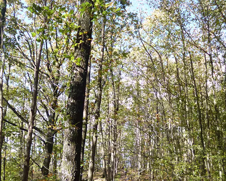 P1180245 Forêt de Dourdan